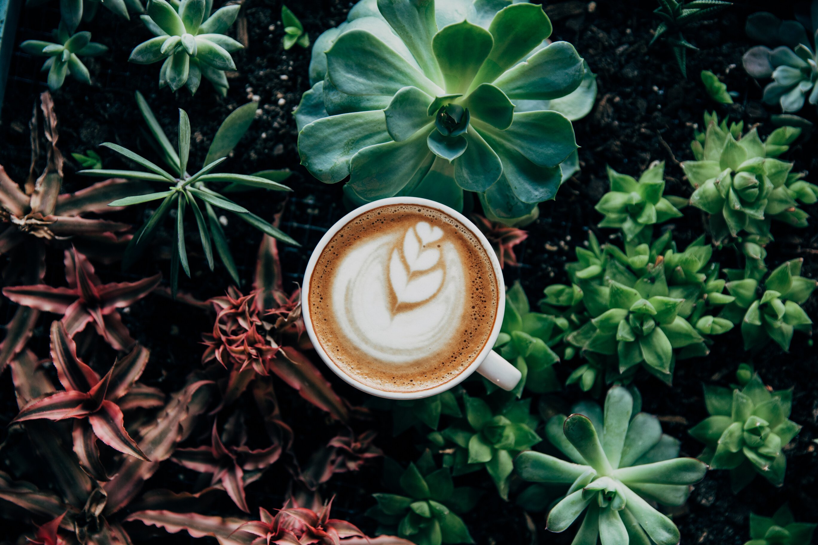 Coffee Latte Near Green Plant