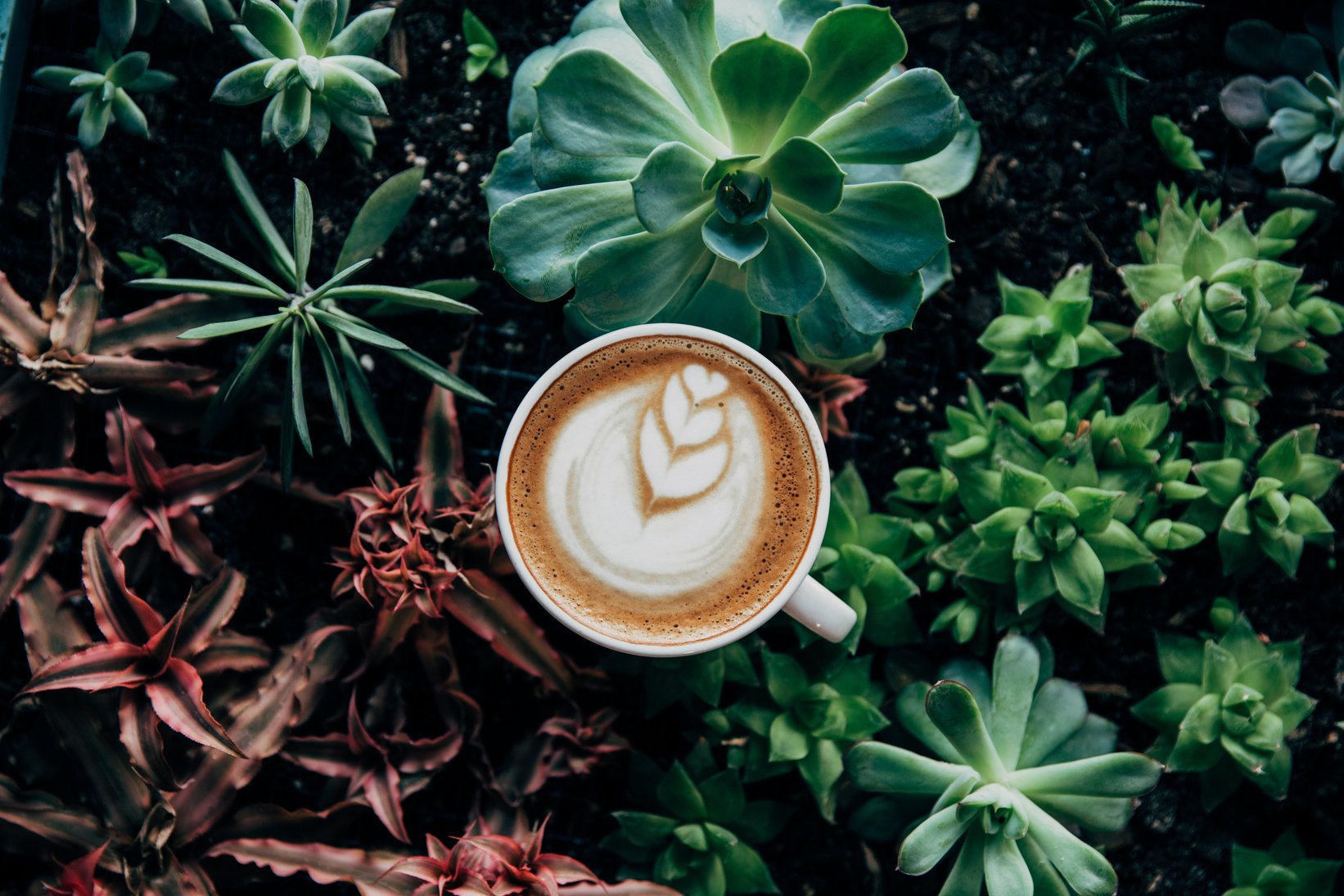 Coffee Latte Near Green Plant